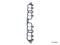 Intake Manifold Gasket Toyota Celica GTS Sport 3SGELC-0